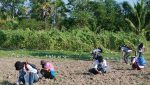 Field-school programme participants picking up ancient pottery fragments in Kou Pnouv, Straits Times 20120130