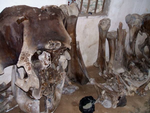 Ancient elephant skeleton discovered in Nghe An