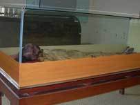 Vietnamese mummy, Thanh Nien News, 23 May 2008