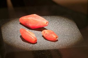 Carnelian beads from Pasemah, South Sumatra. Probably of Indian origin.