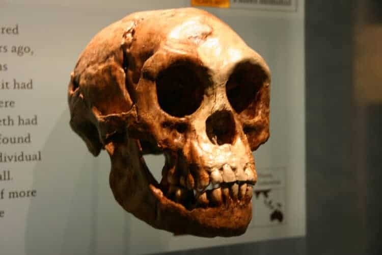 New study suggests Hobbit was a person with Down syndrome