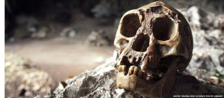 The skull of Homo floresiensis. Source: BBC News 20141021