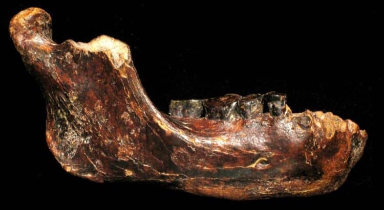 Jawbone of Penghu 1. Source: Ancient Origins, 20150128