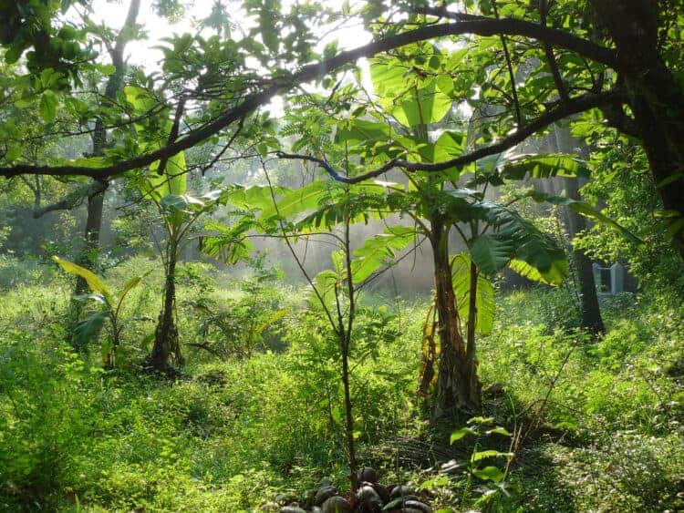 Study suggests that humans lived in rainforests longer than previously known