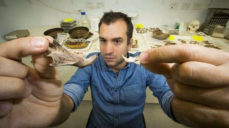 Dr Julien Louys holding up the jawbone fossil of a giant rat found in East Timor, with a modern rat for comparison. Source: ANU 20151106