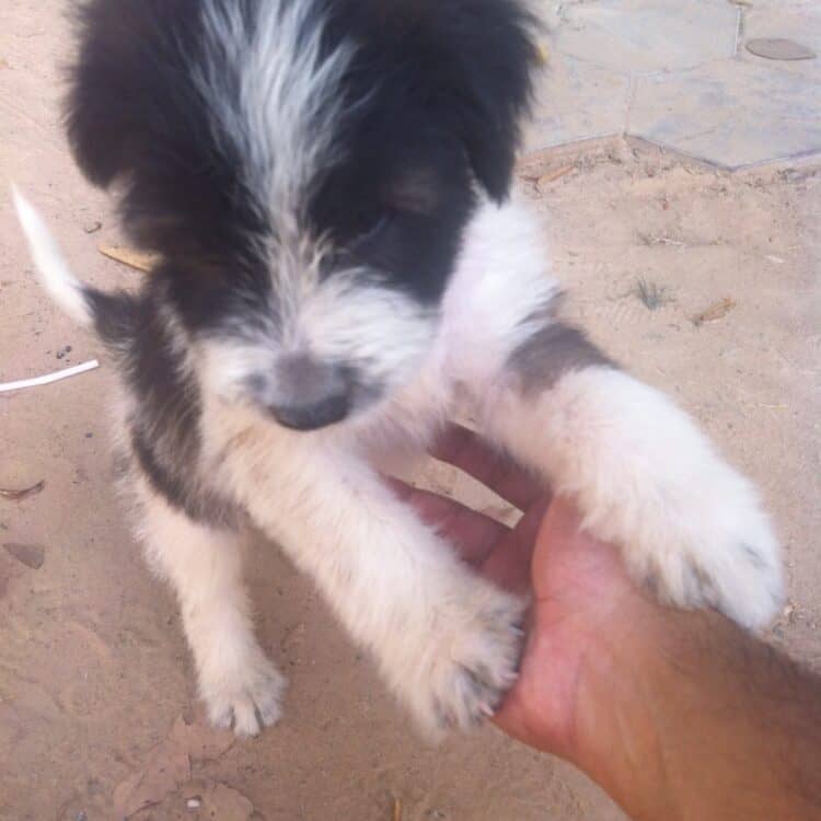 Who let the dogs out, of Southeast Asia?