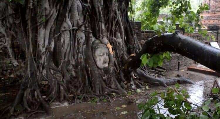 Iconic Ayutthaya Buddha face has near miss with falling branch