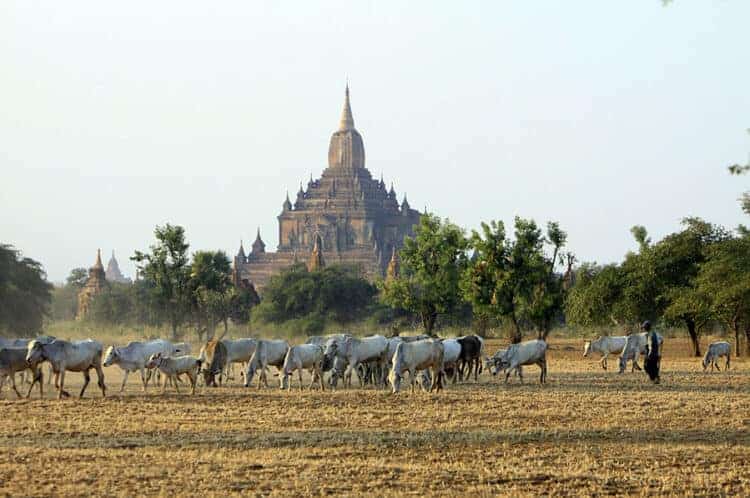 Govt Eases Some Restrictions on Bagan Locals