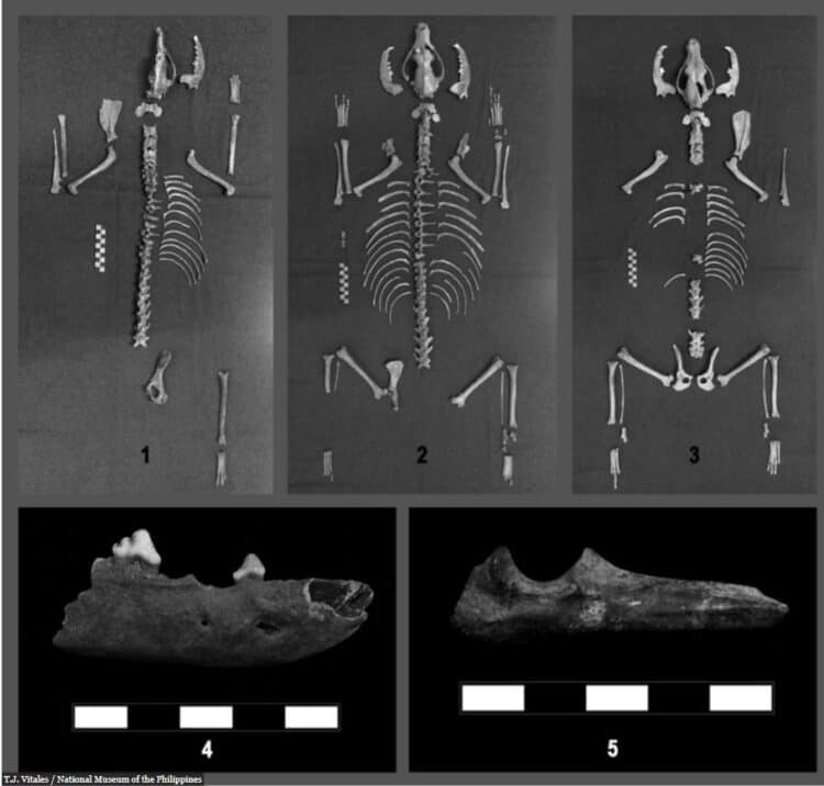 Archaeologists Find Deformed Dog Buried Near Ancient Child In The Philippines