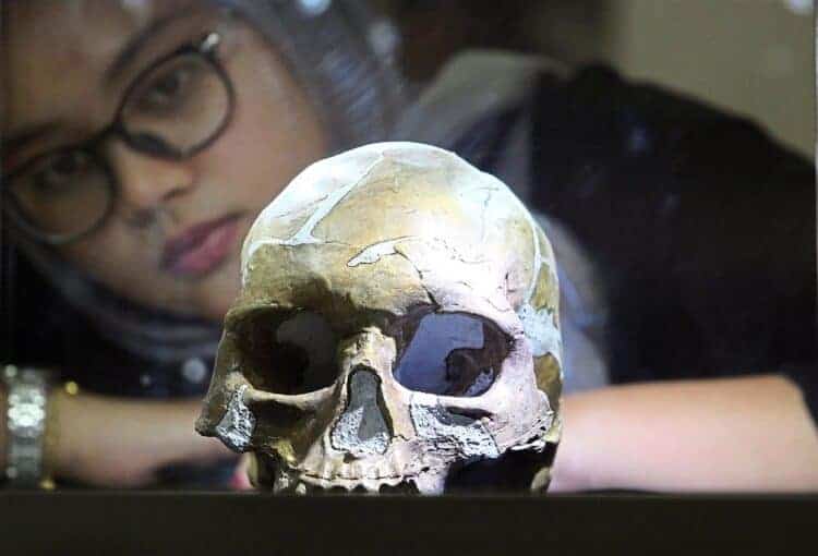 Muzium Negara Pieces Together Origins Of Mankind With Peking Man Exhibit