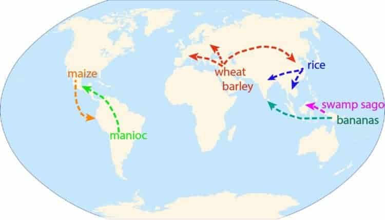 Prehistoric people started to spread domesticated bananas across the world 6,000 years ago