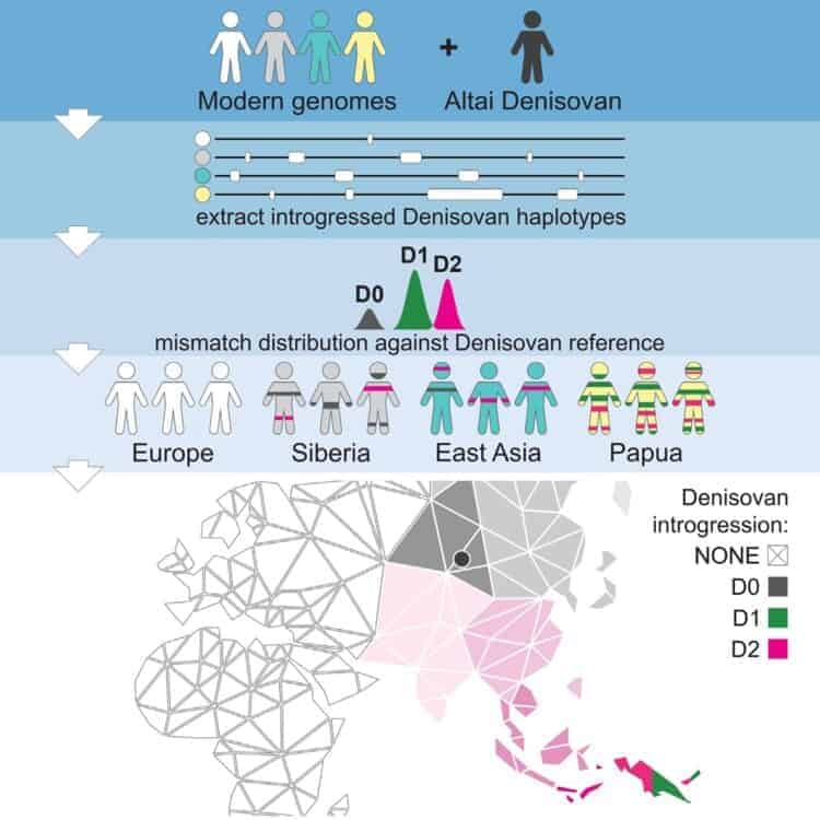 Graphical Abstract from Multiple Deeply Divergent Denisovan Ancestries in Papuans by Jacobs et al., https://doi.org/10.1016/j.cell.2019.02.035
