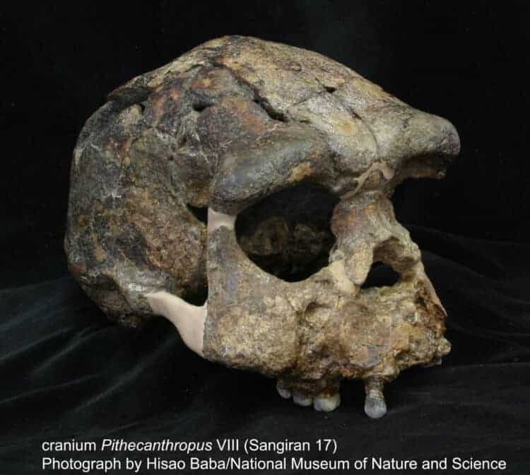 Homo Erectus. Source: Phys.org 20200110