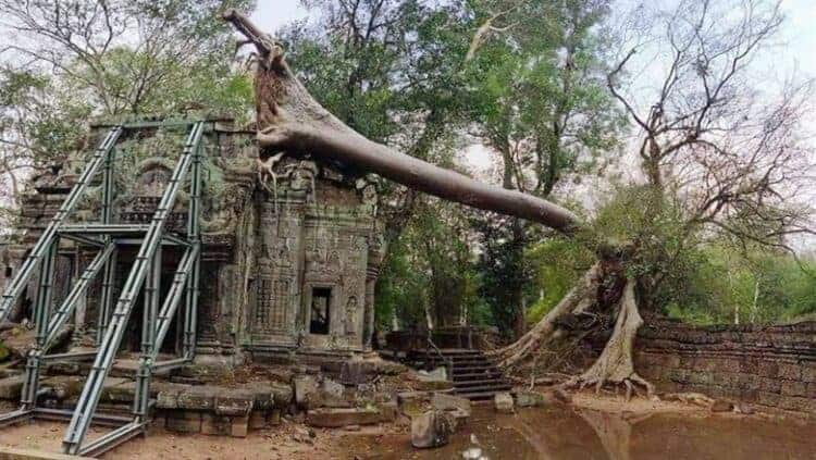 Tree fell in Ta Prohm. Source: Phnom Penh Post 20200413