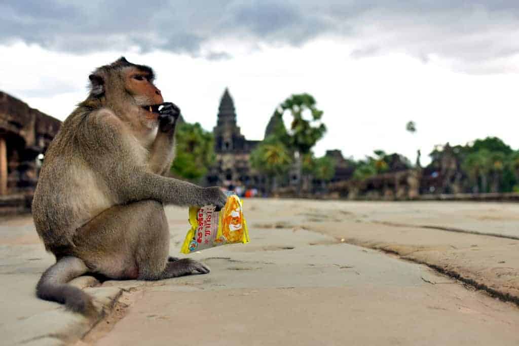 Source: SEA Globe 20200616