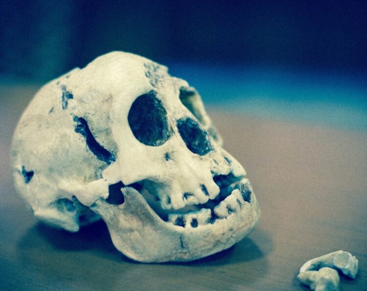 Homo Floresiensis. Source: FutureLearn