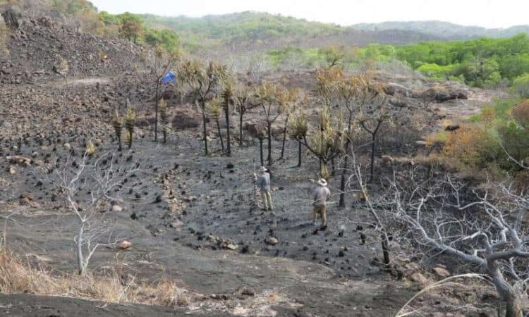Terraced banana cultivation. Source: ANU/Phys.org 20200812