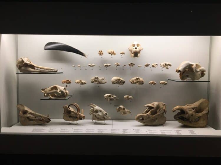 Ancient mammals of Southeast Asia. Source: Phys.org 20201007