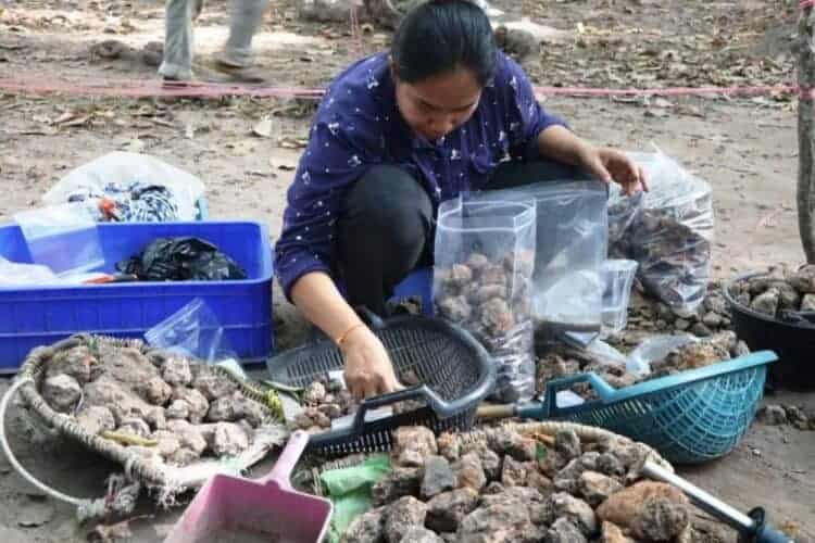 Excavations at Angkor Thom. Source: AKP 20201220