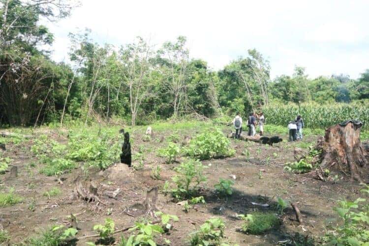 Tewah Pupuh. Source: Sunarningsih et al 2020