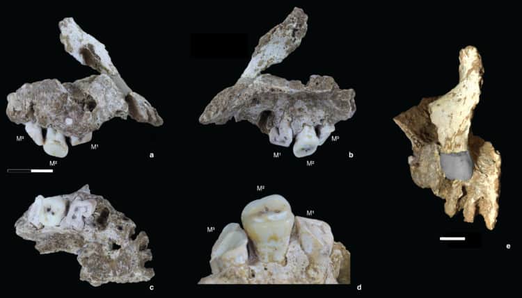 Source: Brumm et al. 2021