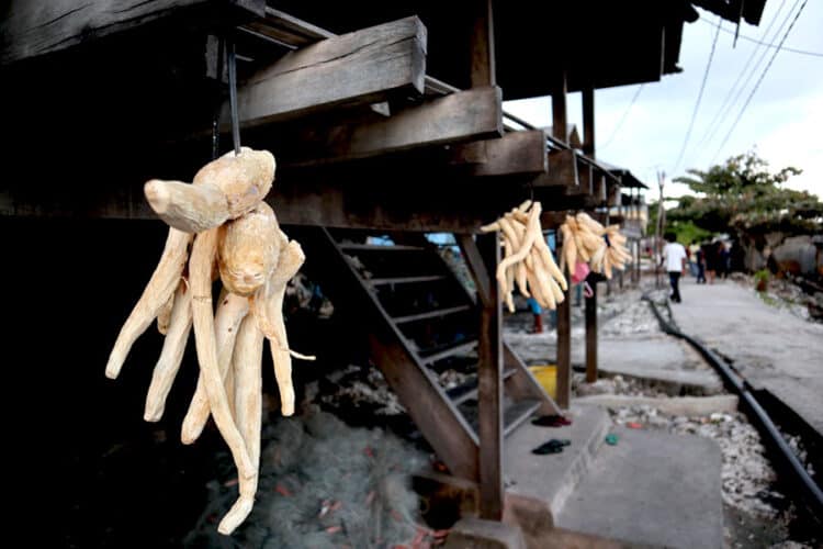 Source: Mongabay 20220627