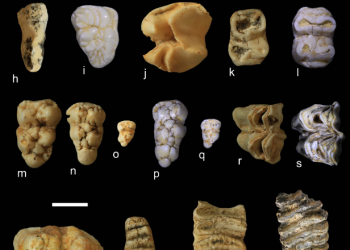 Source: Zhang et al. 2024