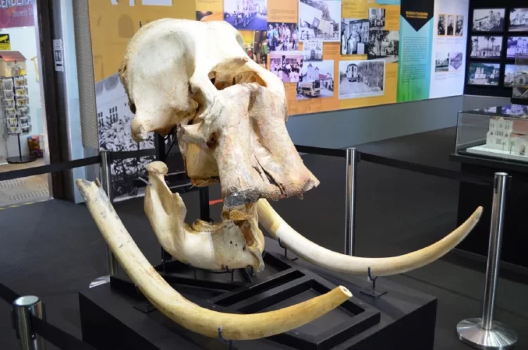 Taiping Museum to Display 130-Year-Old Elephant Skull from Historic Collision