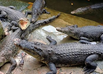 Source: Borneo Post 20240212