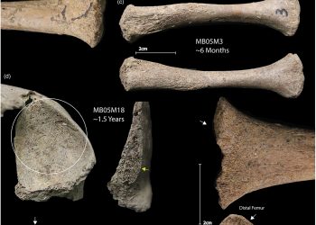 Source: Vlok et al. 2024